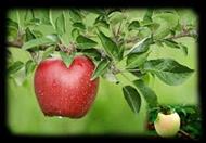 مختصری برنقش  پرورش سنتی و تکلونوژی -اصطلاح ژنتیک سیب